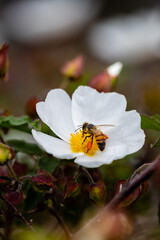 Closeup of a bee with white flower