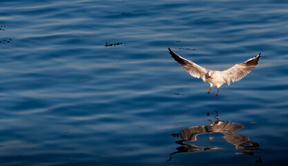 A seagull landing on blue water, with its reflection visible.