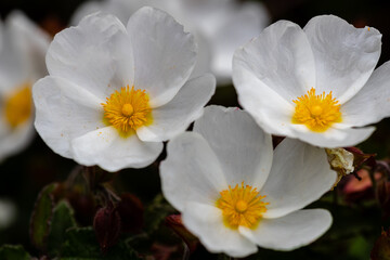 Fototapeta na wymiar Little white flowers