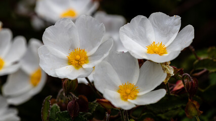 Little white flowers