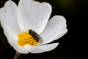 fly on white flower