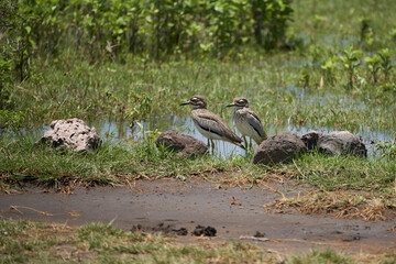 Water thick knee Burhinus vermiculatus water dikkop Burhinidae Tanzania Lake Manyara