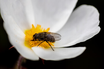fly on white flower