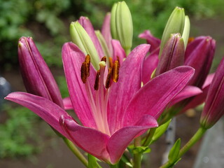 Fototapeta premium フラワー