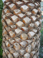 Trimmed palm tree trunk