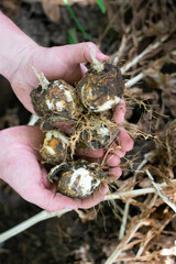 Man holding flower bulbs in his hands. Garden work concept. Fritillaria imperialis rubra.