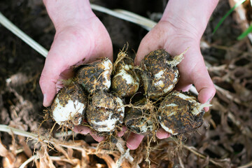 Man holding flower bulbs in his hands. Garden work concept. Fritillaria imperialis rubra.