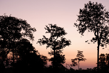shadow tree in the morning
first light
