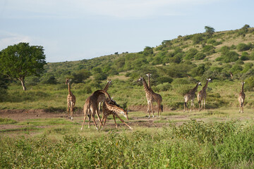 Giraffe Africa Giraffa Safari Big Five Africa Group Fight