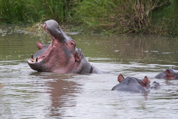 Hippo Hippopotamus amphibious Africa Safari Portrait Water Out open roar