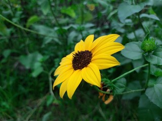 sunflower typically refer to the popular annual species Helianthus annuus, whose round flower heads in combination with the ligules look like the sun. Sunflower is cultivated for oil. Yellow flowers. 