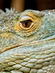 Green Iguana staring in the camera, close-up