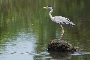 gray heron in water