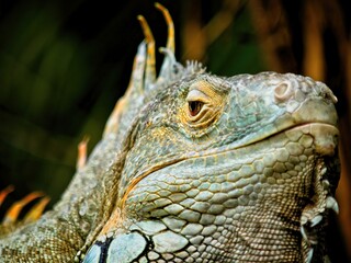 Green Iguana staring in the camera, close-up