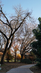 Fototapeta na wymiar path in the park in autumn