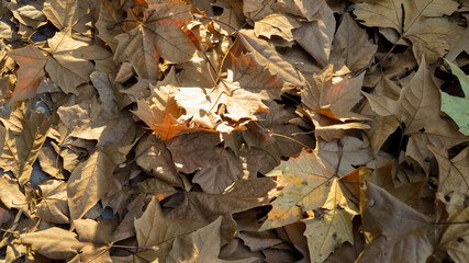 
The sheets will fall to the autumn. 