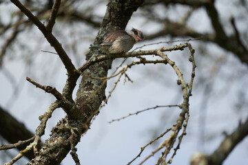 Striped kingfisher Halcyon chelicuti Portrait Cute on a tree
