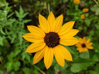 sunflower typically refer to the popular annual species Helianthus annuus, whose round flower heads in combination with the ligules look like the sun. Sunflower is cultivated for oil. Yellow flowers. 