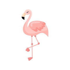 Pink flamingo vector illustration isolated on white background. Vector illustration
