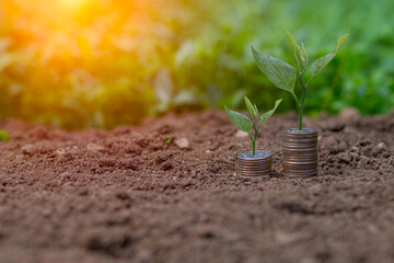 Hand holding with environment puting coins in jug glass planting a tree in a glass jar