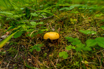 mushroom in the forest