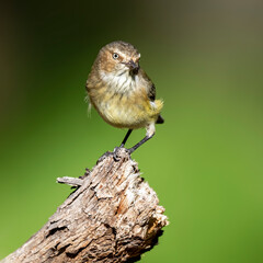 Weebill (Smicrornis brevirostris)