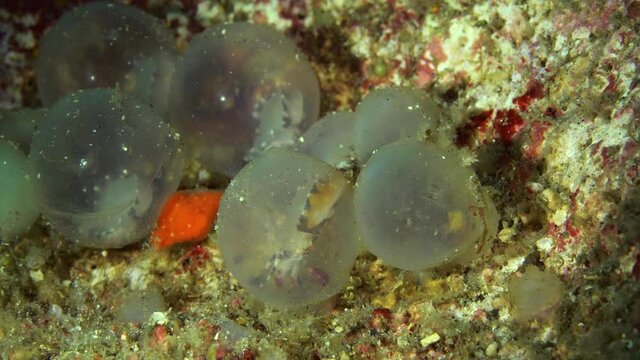 Hatching Flamboyant Cuttlefish Lembeh Strait