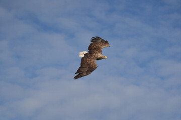 White tailed Eagle Catching eel Raptor Lake Hunting