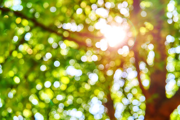 Soft focus sun breaking through green tree leaves