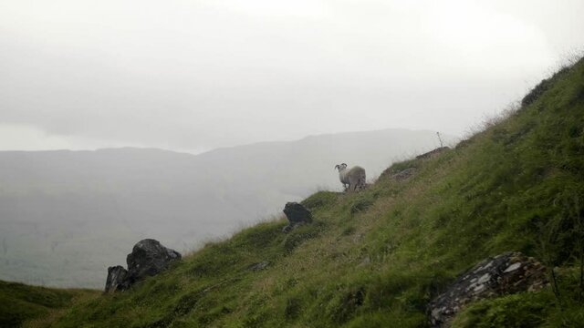 White horned sheep standing on misty green hill in Scottish Highlands