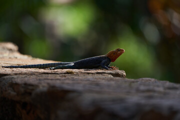 Common agama red headed rock agama or rainbow agama a lizard family Agamidae male Amboseli Kenya