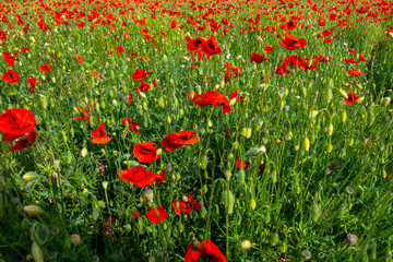 red poppies and vegetation on the green plain