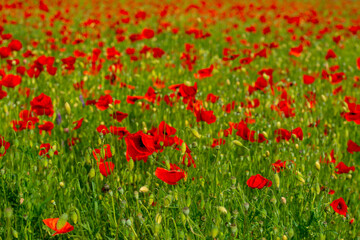 Fototapeta premium red poppies and vegetation on the green plain