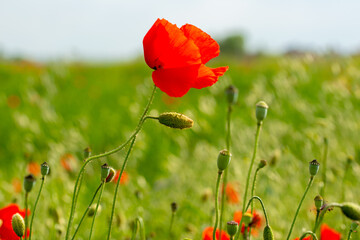 red poppies and vegetation on the green plain