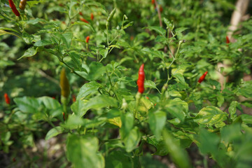 Fresh red chille or in malay is calle cili burung