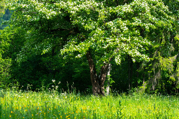 Fototapeta premium forests of trees and firs on the mountain