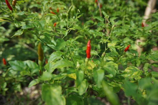 Fresh red chille or in malay is calle cili burung