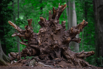 Umgestürzter Baum im Wald Wurzelstock