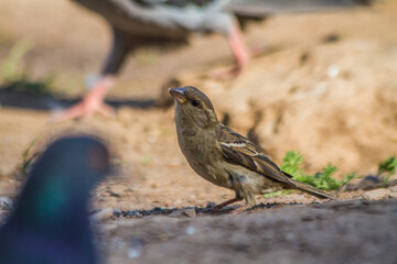 House Sparrow looking for food on a sunny summer day