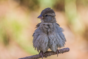 Sparrow female washing herself on a warm summer evening