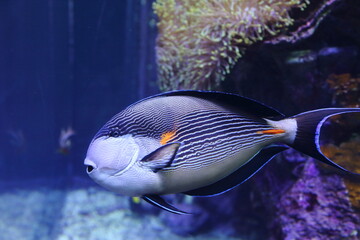 Genoa-Italy May 28 2020: The colorfull tropical fish the aquarium in Genoa (Italy) on the day of...