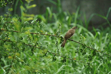 Sparrow on the tree he Looking for food. 