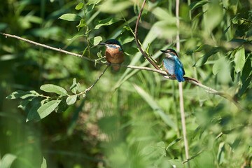 Common kingfisher Alcedo atthis Eurasianon a tree at the river