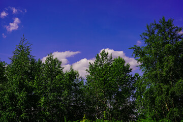 Obraz premium Nature - tree crowns and clouds