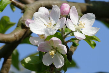 Drei weisse Blüten am Apfelbaum mit Zweigen im Hintergrund