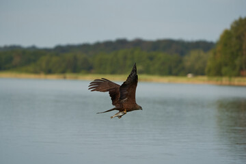 Red kite Portrait Milvus Milvus Fishing Lake
