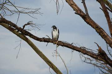 Augur buzzard Couple Buteo augurarge African bird of prey with catch eastern green mamba Dendroaspis angusticeps highly venomous snake 