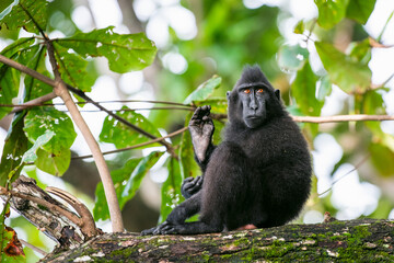 The Celebes crested macaque on the tree. Crested black macaque, Sulawesi crested macaque, Sulawesi macaque or the black ape. Wild Nature, Natural habitat. Sulawesi Island. Indonesia.