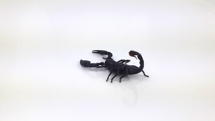 scorpion on black background