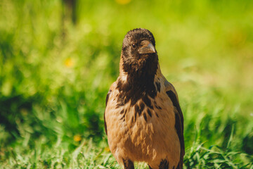 crow looking for food in a city park on a hot summer day